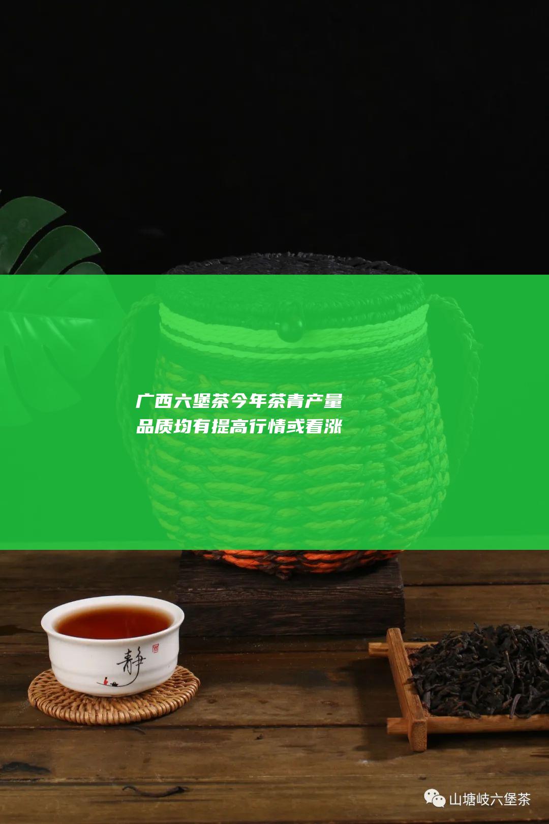 广西六堡茶今年茶青产量品质均有提高行情或看涨 (广西茶叶六堡茶)