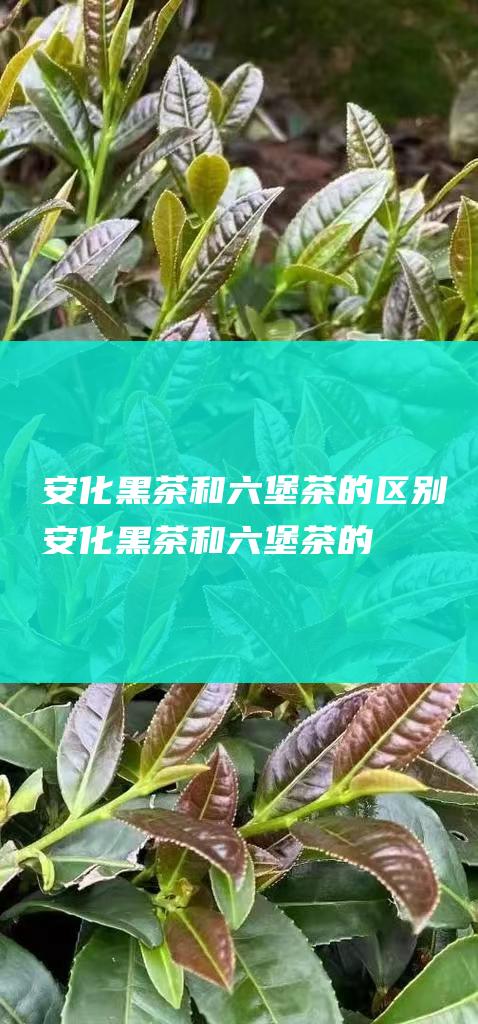 安化黑茶和六堡茶的区别！ (安化黑茶和六堡茶的区别)