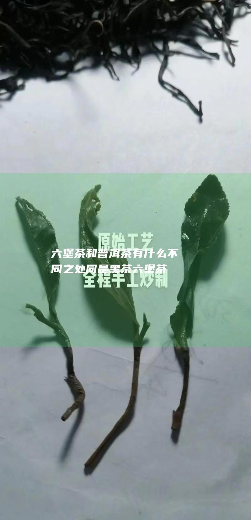 六堡茶和普洱茶有什么不同之处 同是黑茶 (六堡茶和普洱茶的区别)