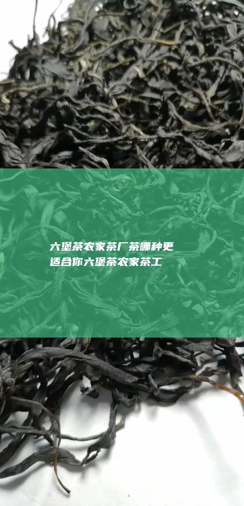 六堡茶农家茶 厂茶 哪种更适合你 (六堡茶农家茶工艺)