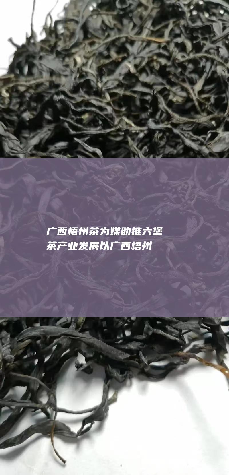 广西梧州 茶 为媒助推六堡茶产业发展 以 (广西梧州茶叶)