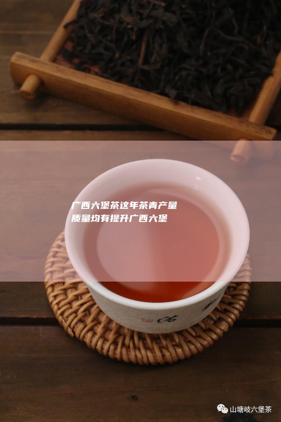 广西六堡茶这年茶青产量质量均有提升 (广西六堡茶因什么得名?)