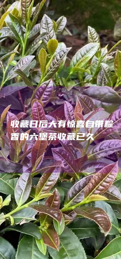 收藏日后大有惊喜 自带粽香的六堡茶 (收藏已久)