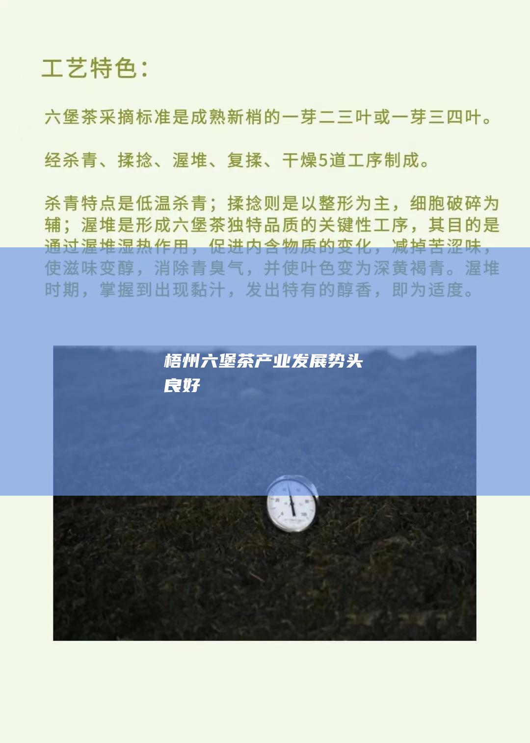 梧州六堡茶产业发展势头良好