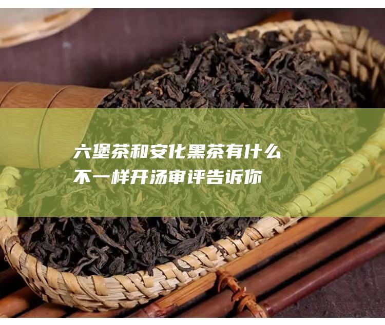 六堡茶和安化黑茶有什么不一样 开汤审评告诉你！