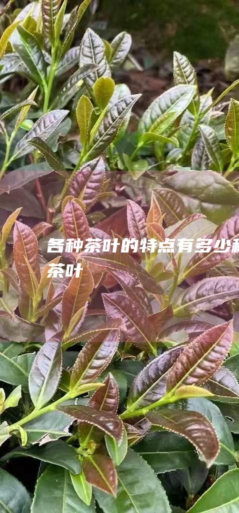 各种茶叶的特点 有多少种茶叶