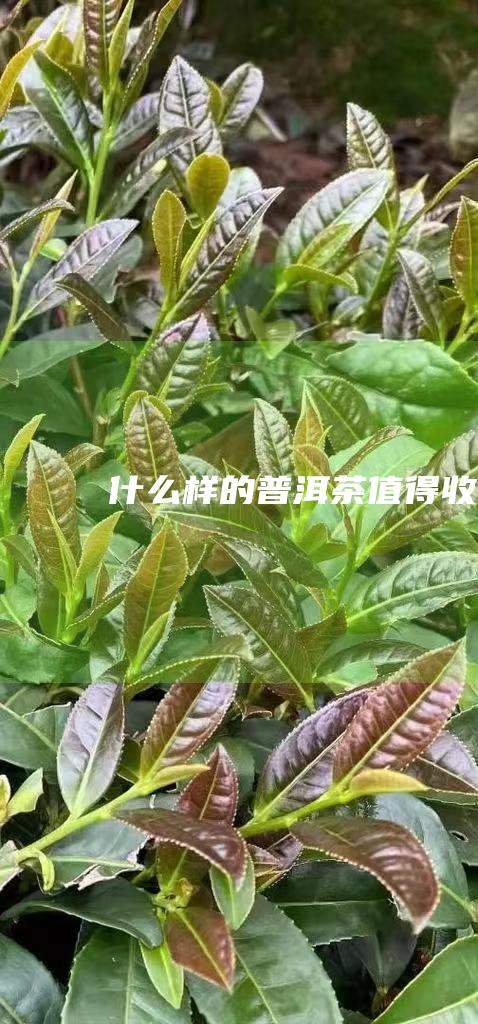 什么样的普洱茶值得收藏