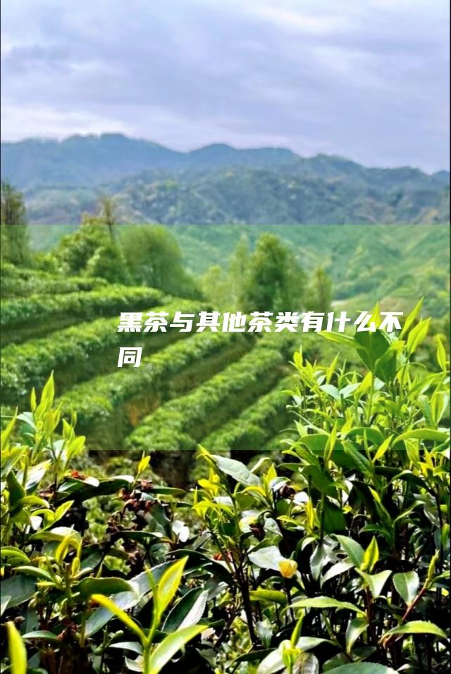 黑茶与其他茶类有什么不同