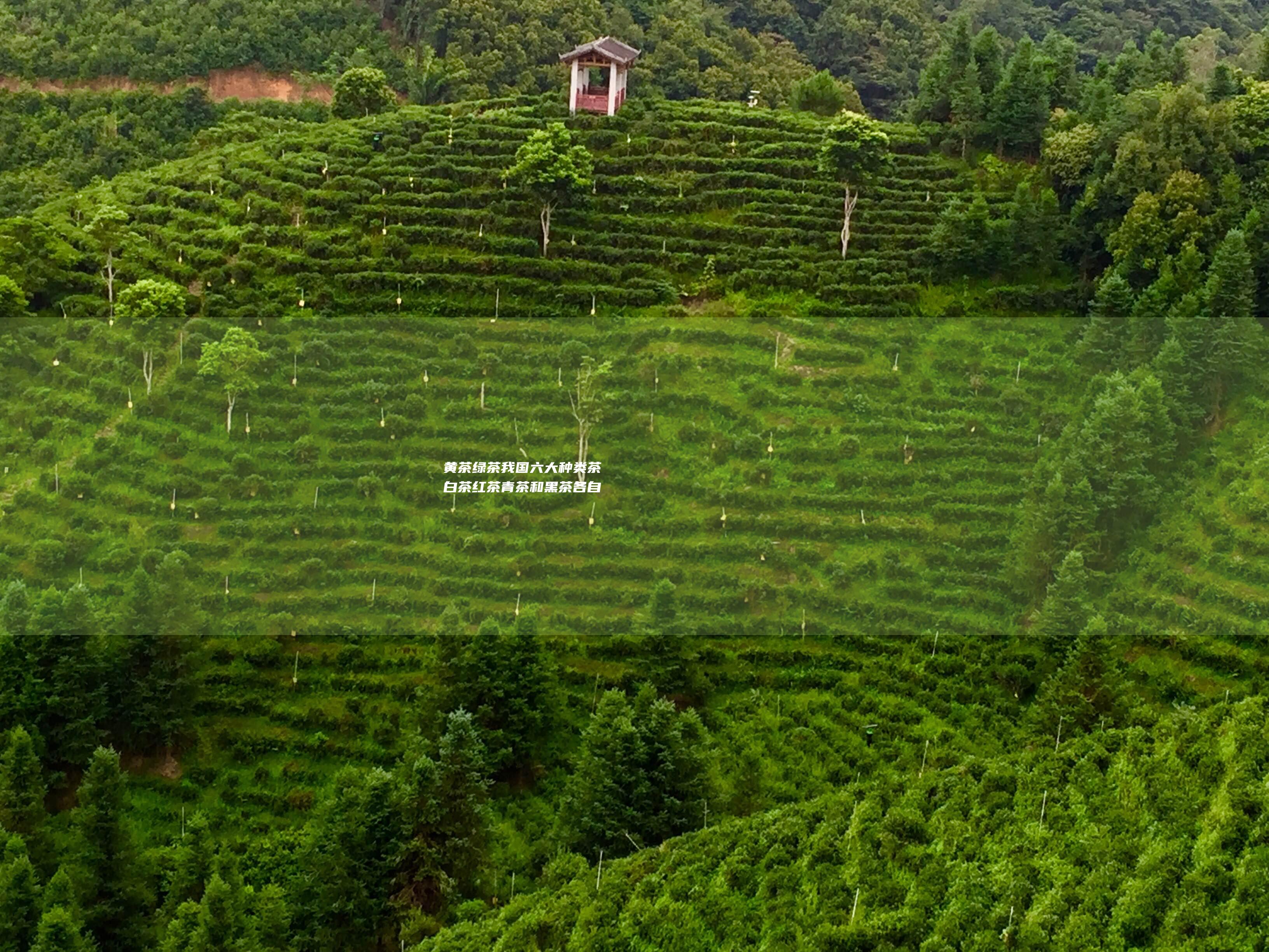 黄茶 绿茶 我国六大种类茶 白茶 红茶 青茶和黑茶各自有什么特点