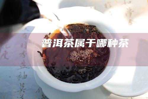 普洱茶属于哪种茶