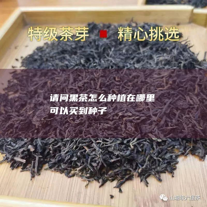 请问黑茶怎么种植 在哪里可以买到种子