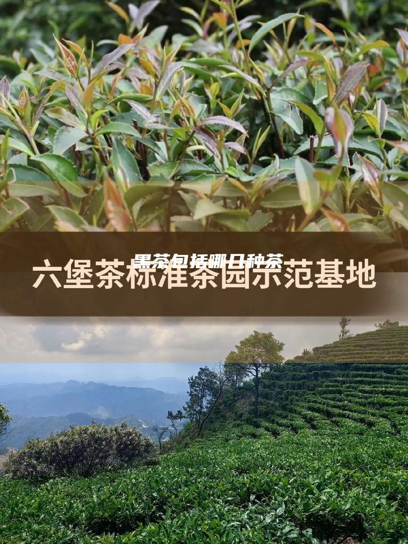 黑茶包括哪几种茶