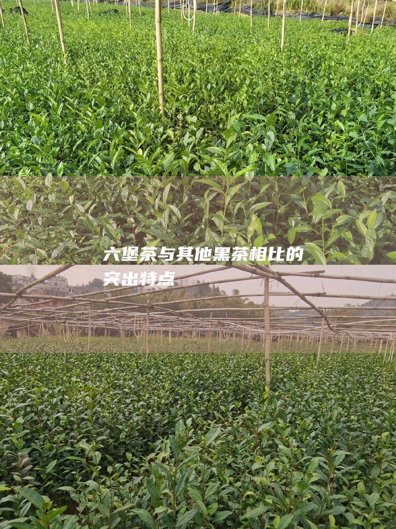 六堡茶与其他黑茶相比的突出特点