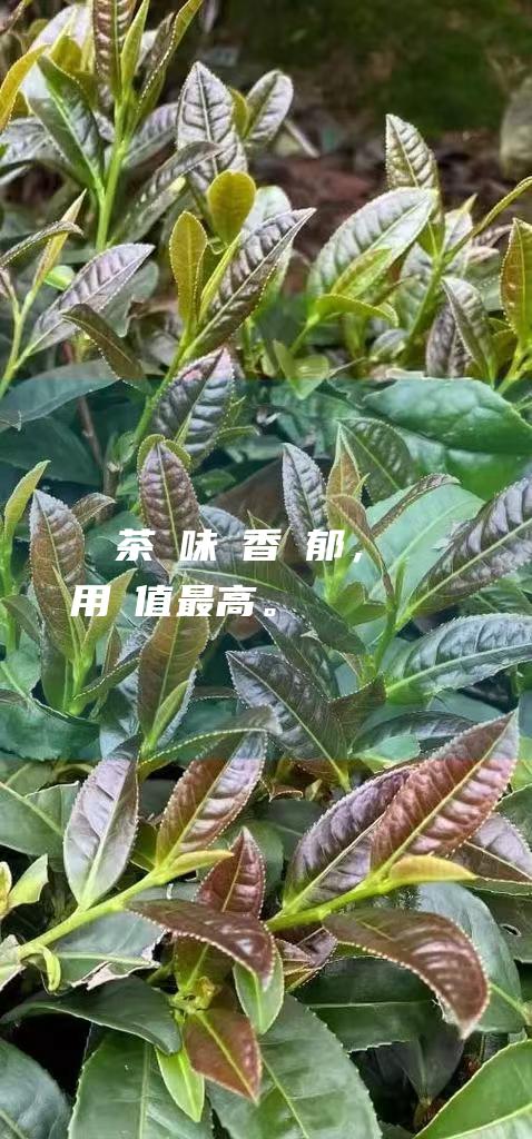 緊壓茶：風味陳香濃郁，藥用價值最高。