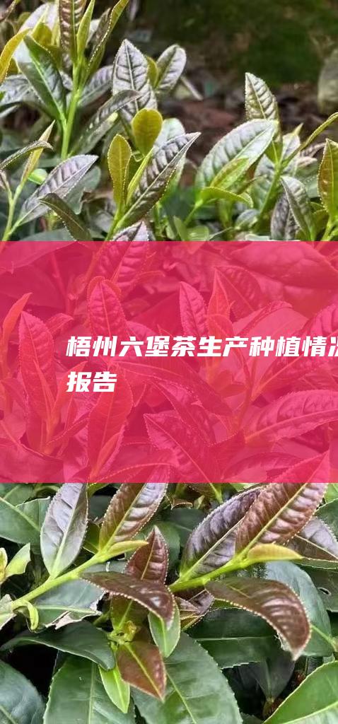 梧州六堡茶生产种植情况报告