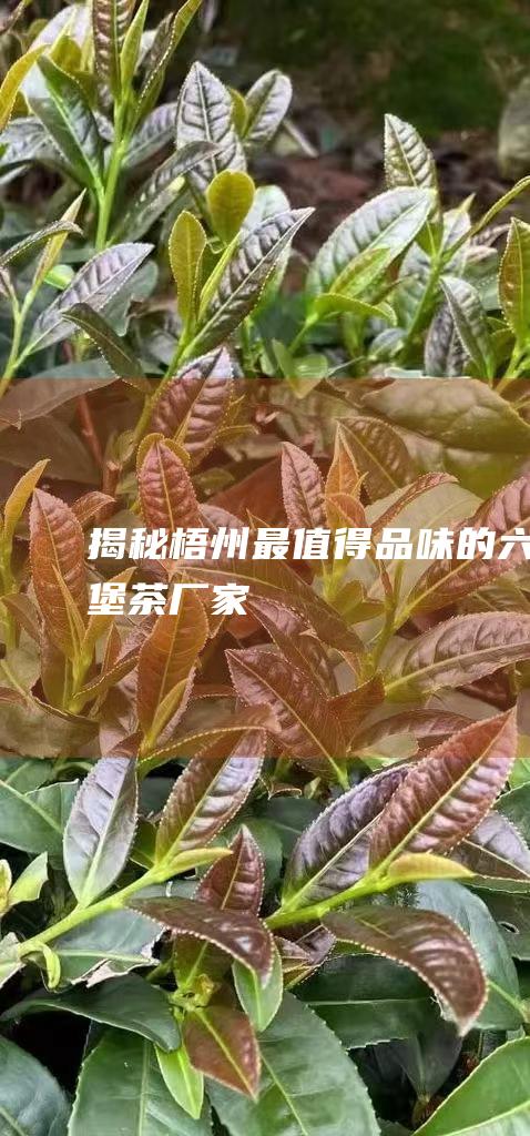 揭秘梧州最值得品味的六堡茶厂家