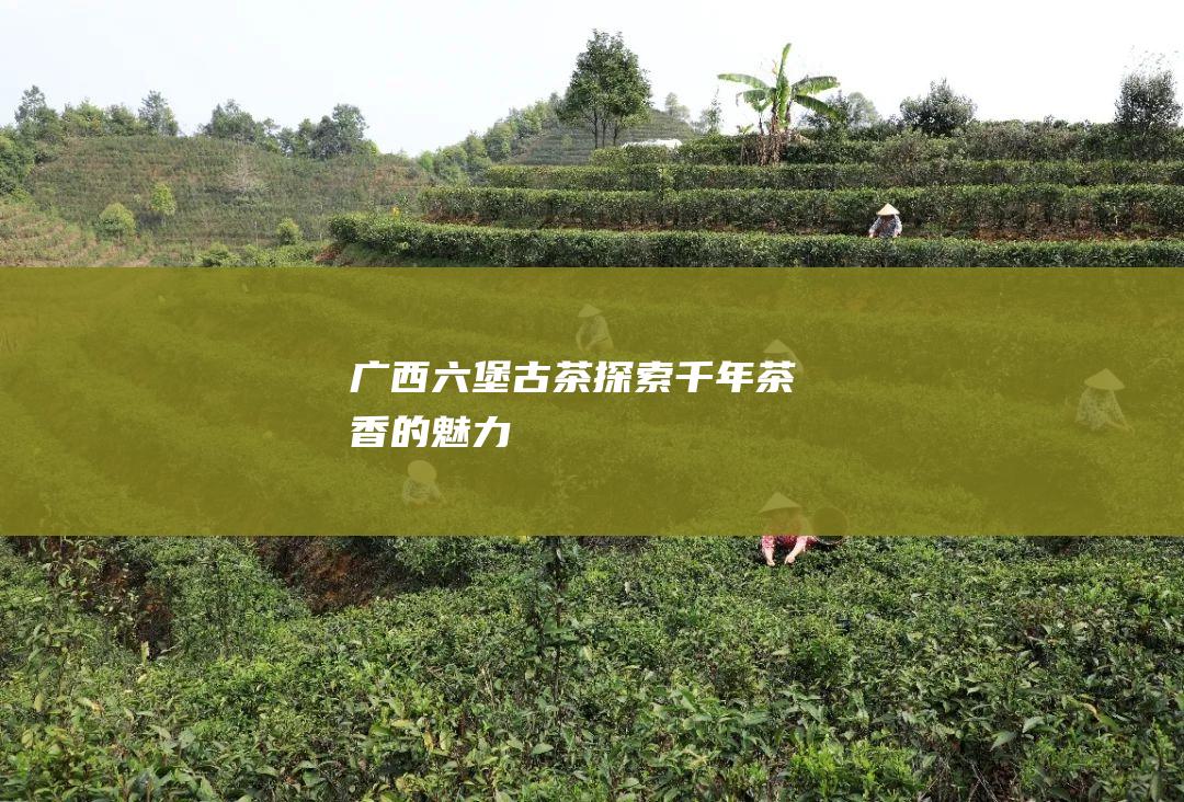 广西六堡古茶：探索千年茶香的魅力