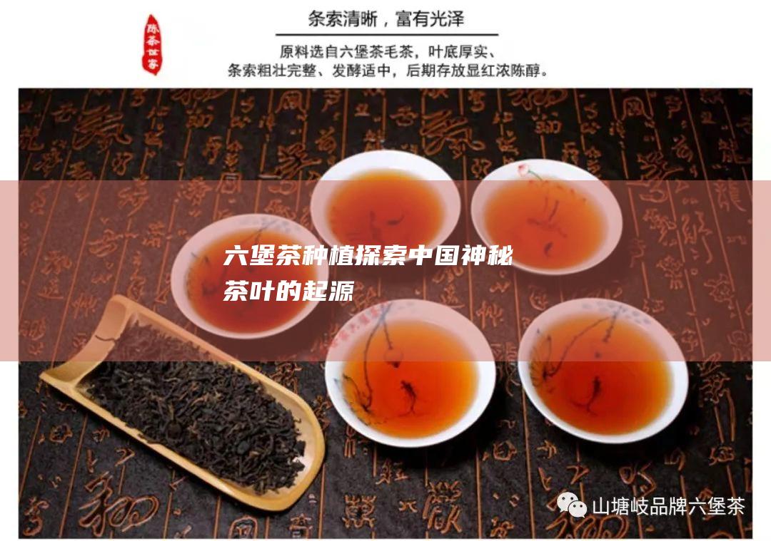 六堡茶种植：探索中国神秘茶叶的起源