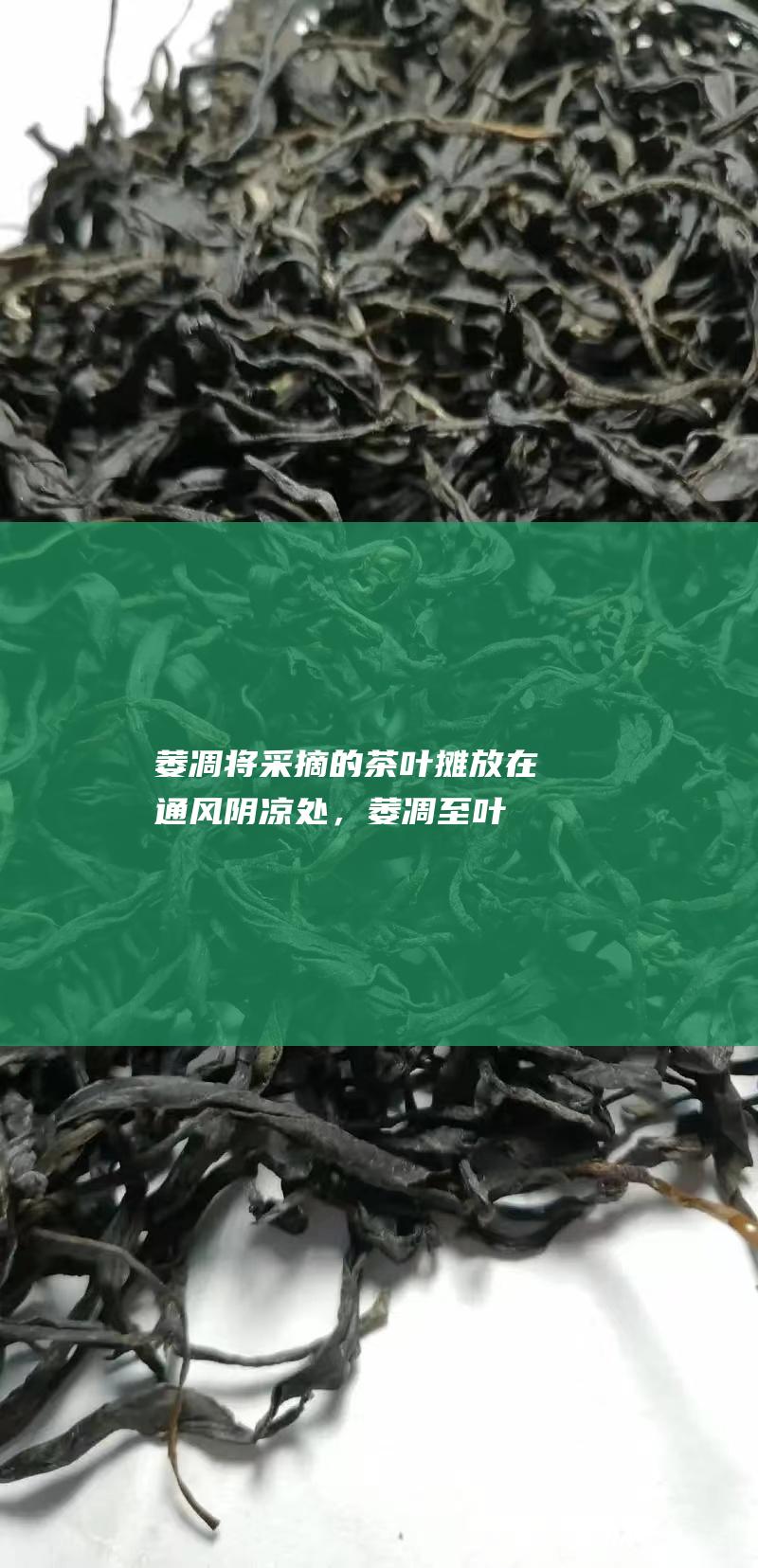 萎凋：将采摘的茶叶摊放在通风阴凉处，萎凋至叶质软化，水分散失。