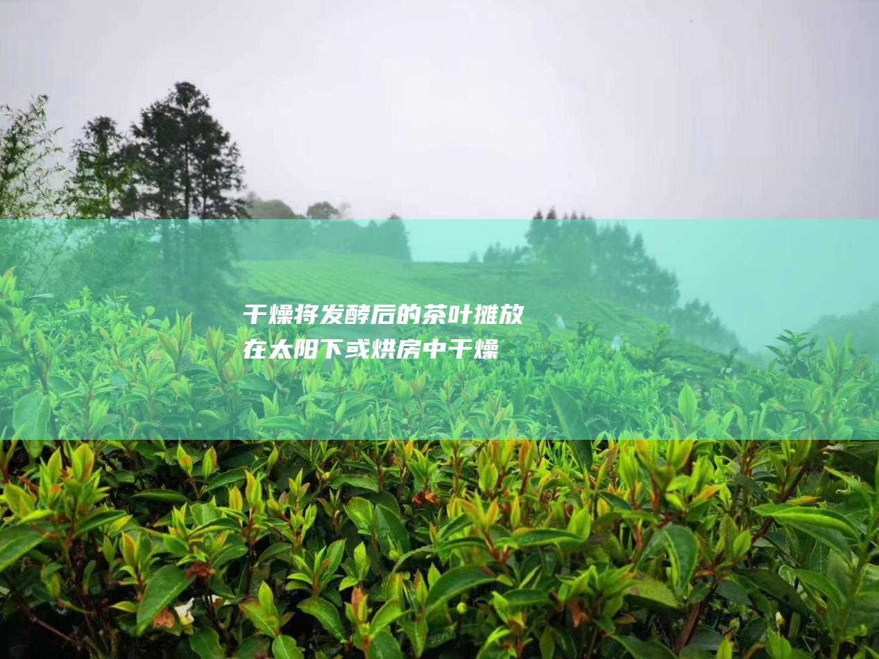 干燥：将发酵后的茶叶摊放在太阳下或烘房中干燥，至含水量达到标准。