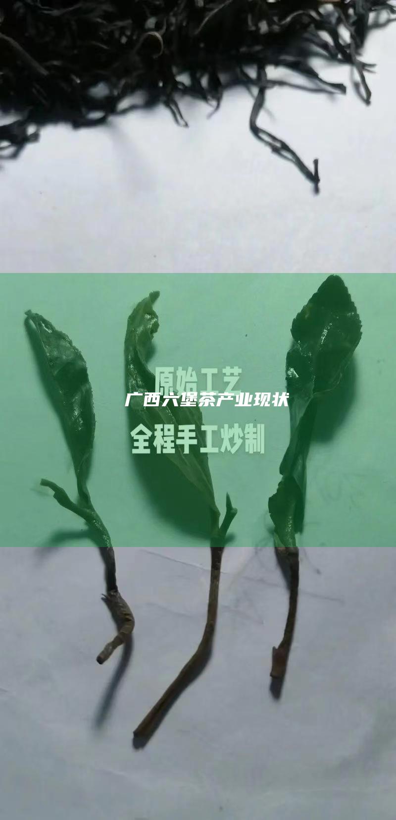 广西六堡茶产业现状