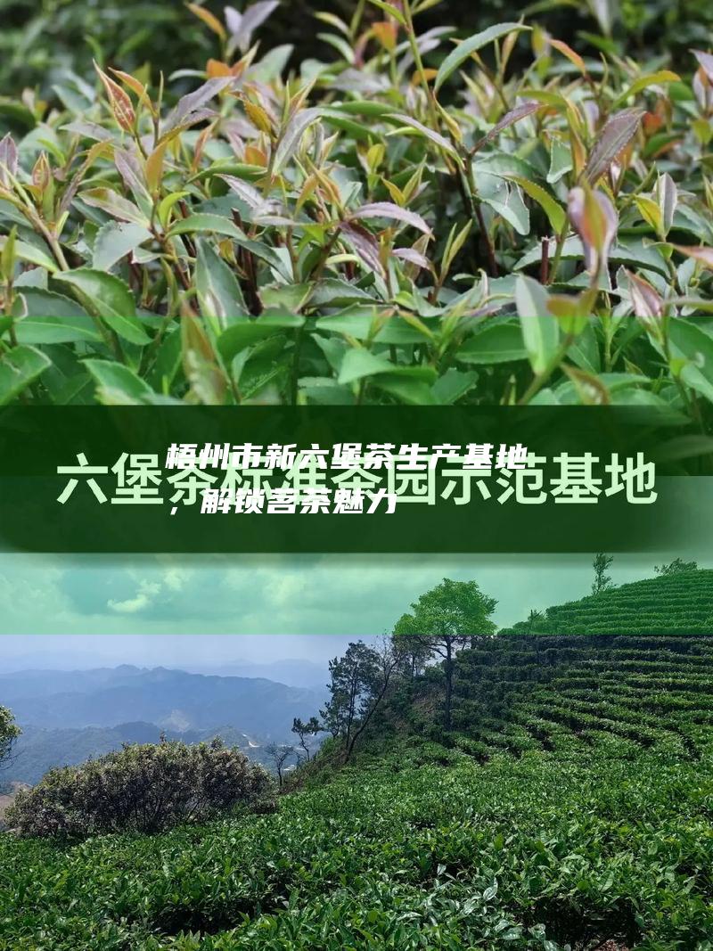 梧州市新六堡茶生产基地，解锁茗茶魅力