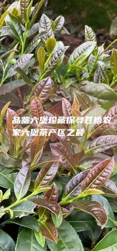 品鉴六堡珍藏：探寻苍梧农家六堡茶产区之最