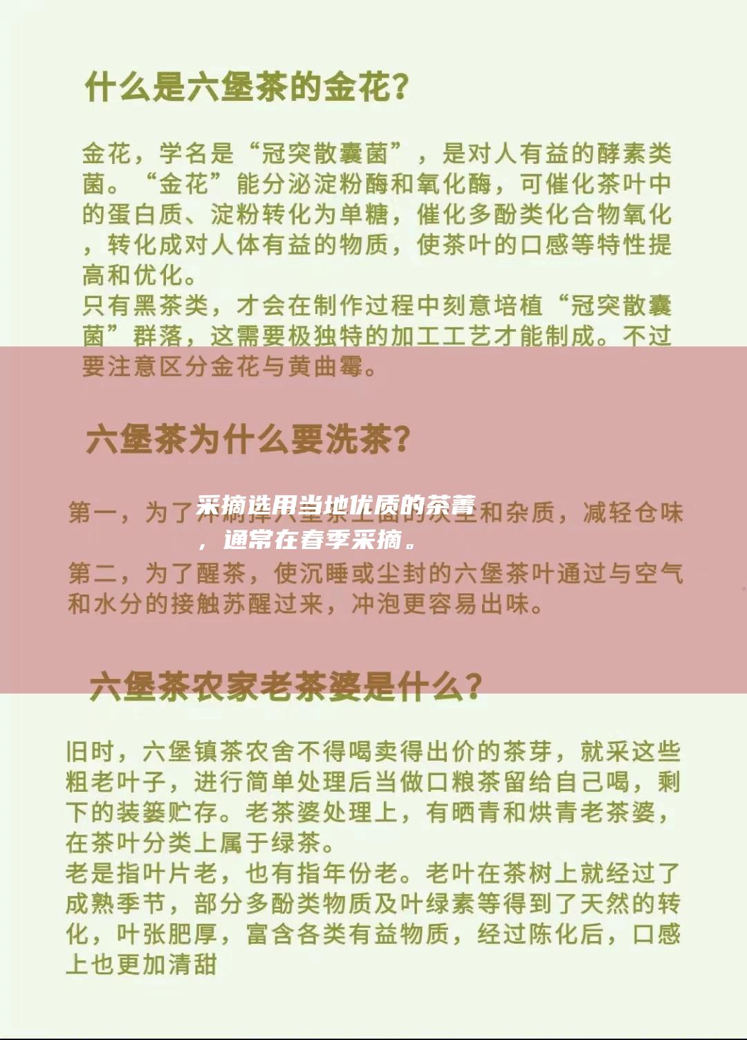 采摘：选用当地优质的茶菁，通常在春季采摘。