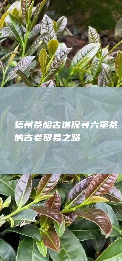 梧州茶船古道：探寻六堡茶的古老贸易之路