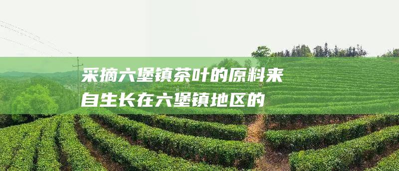 采摘茶叶的来自生长在地区的