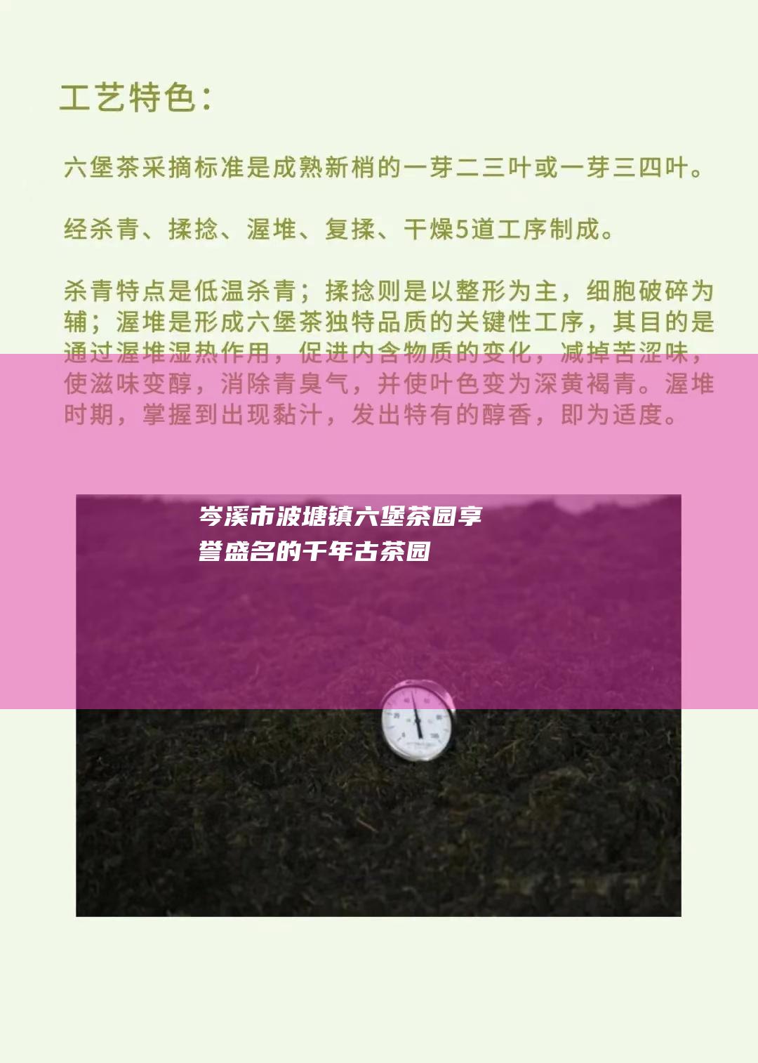 岑溪市波塘镇六堡茶园：享誉盛名的千年古茶园