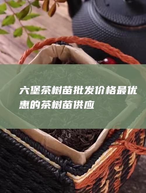 树苗批发价格最优惠的茶树苗供应