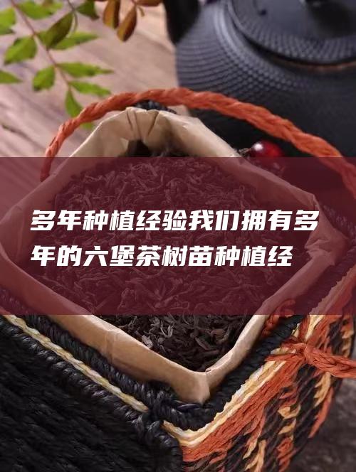 多年种植经验：我们拥有多年的六堡茶树苗种植经验，熟悉茶树苗的生长特性和栽培技术，确保我们提供的高品质茶树苗。