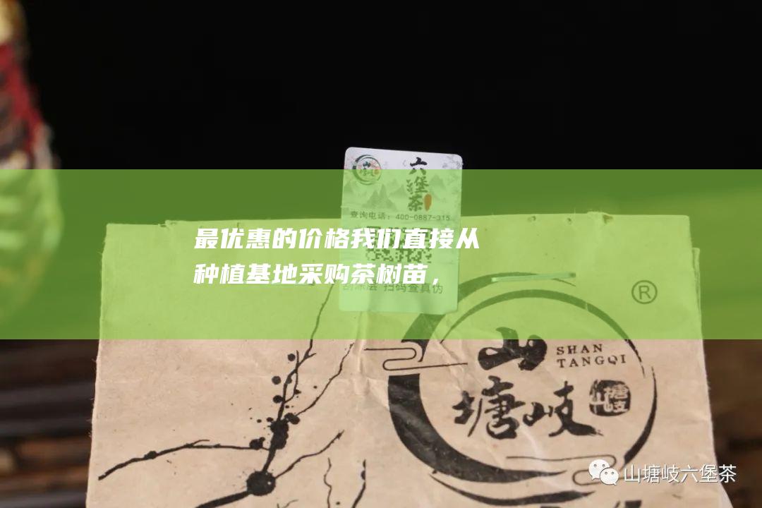 最优惠的价格：我们直接从种植基地采购茶树苗，省去了中间商环节，为客户提供最优惠的批发价格。