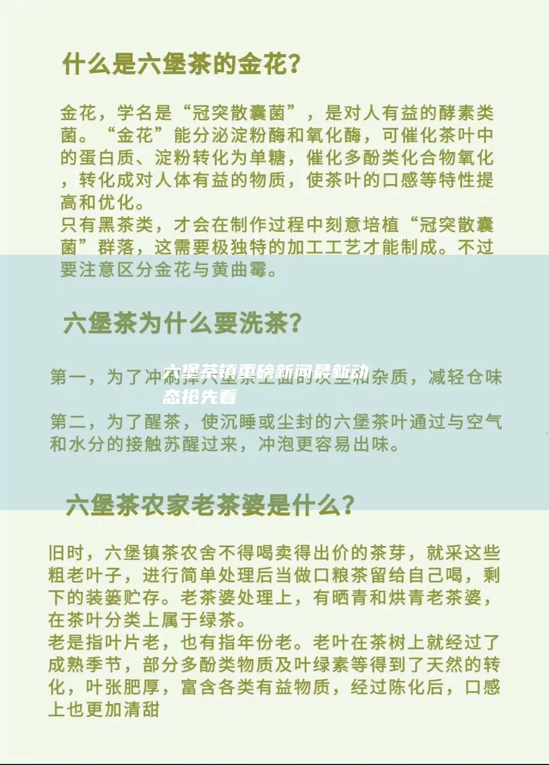 六堡茶镇重磅新闻：最新动态抢先看