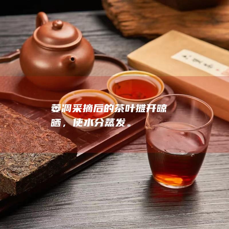 萎凋：采摘后的茶叶摊开晾晒，使水分蒸发。