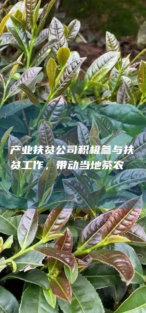 产业扶贫公司积极参与扶贫工作，带动当地茶农