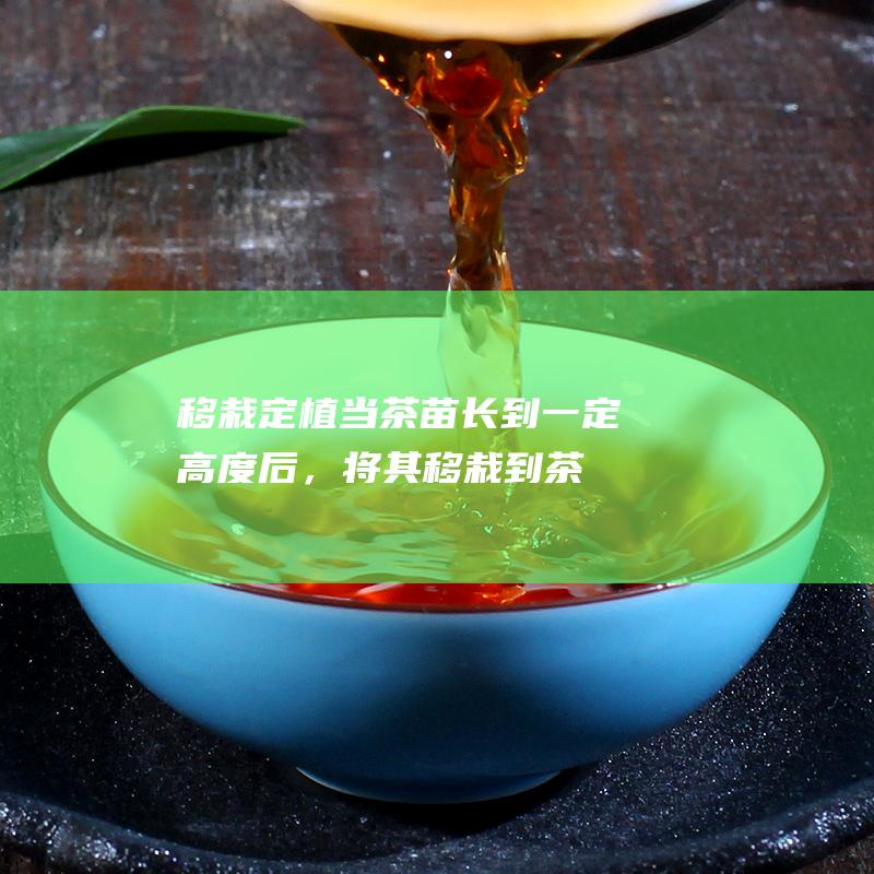 移栽定植：当茶苗长到一定高度后，将其移栽到茶园定植，株距行距合理搭配。