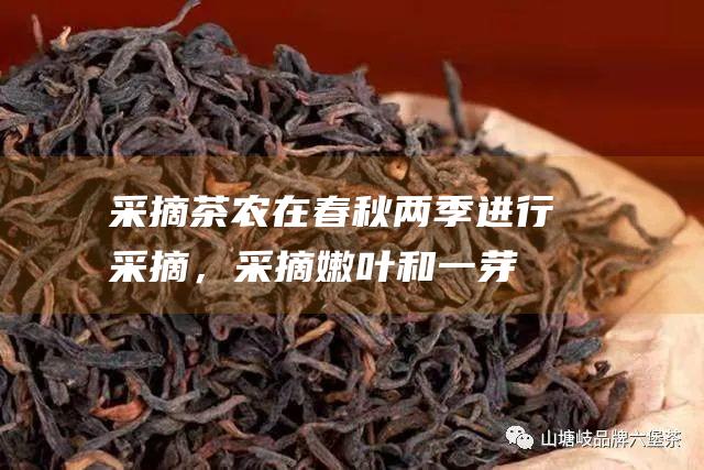 茶农在春秋两季进行，嫩叶和一芽