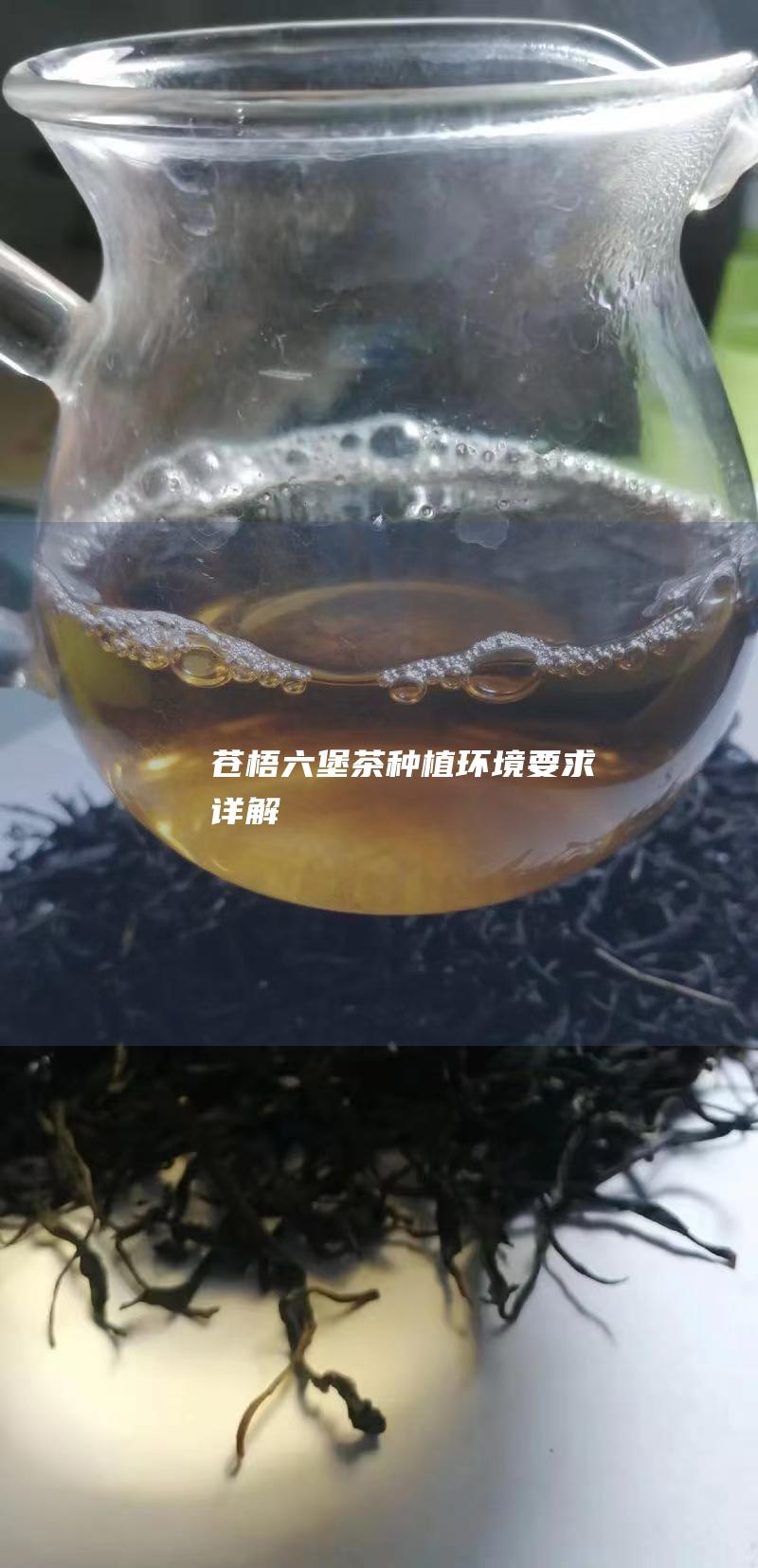 苍梧六堡茶种植环境要求详解