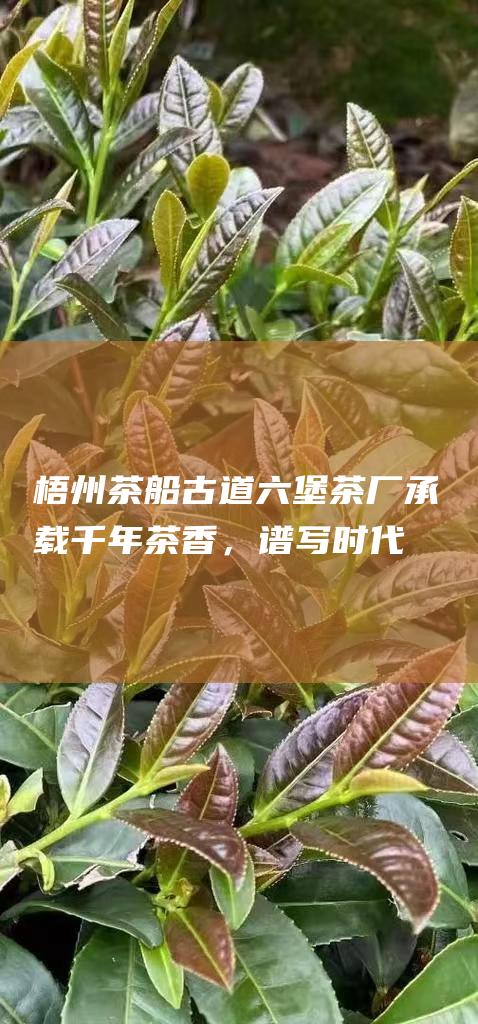 梧州茶船古道六堡茶厂：承载千年茶香，谱写时代新篇