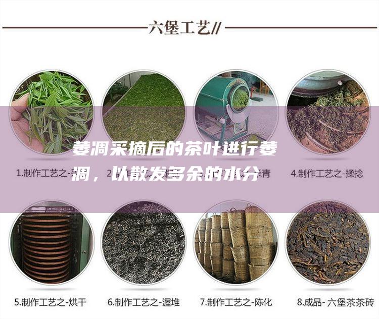 萎凋：采摘后的茶叶进行萎凋，以散发多余的水分。