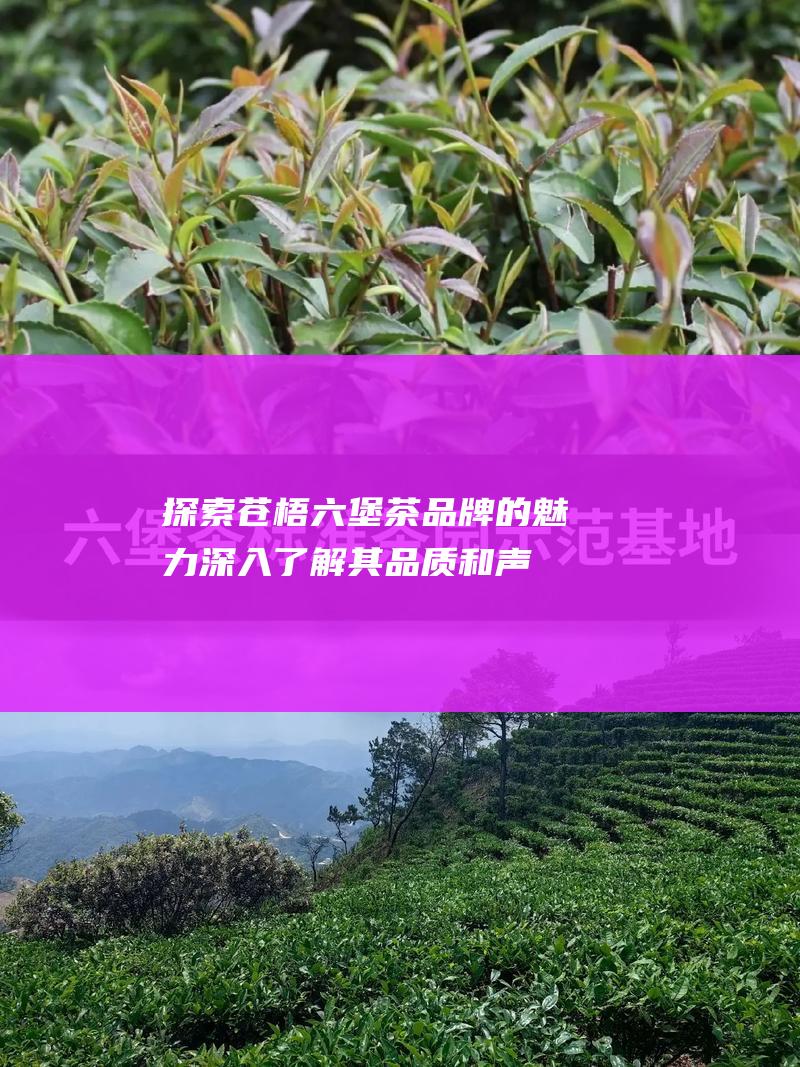 探索苍梧六堡茶品牌的魅力：深入了解其品质和声誉