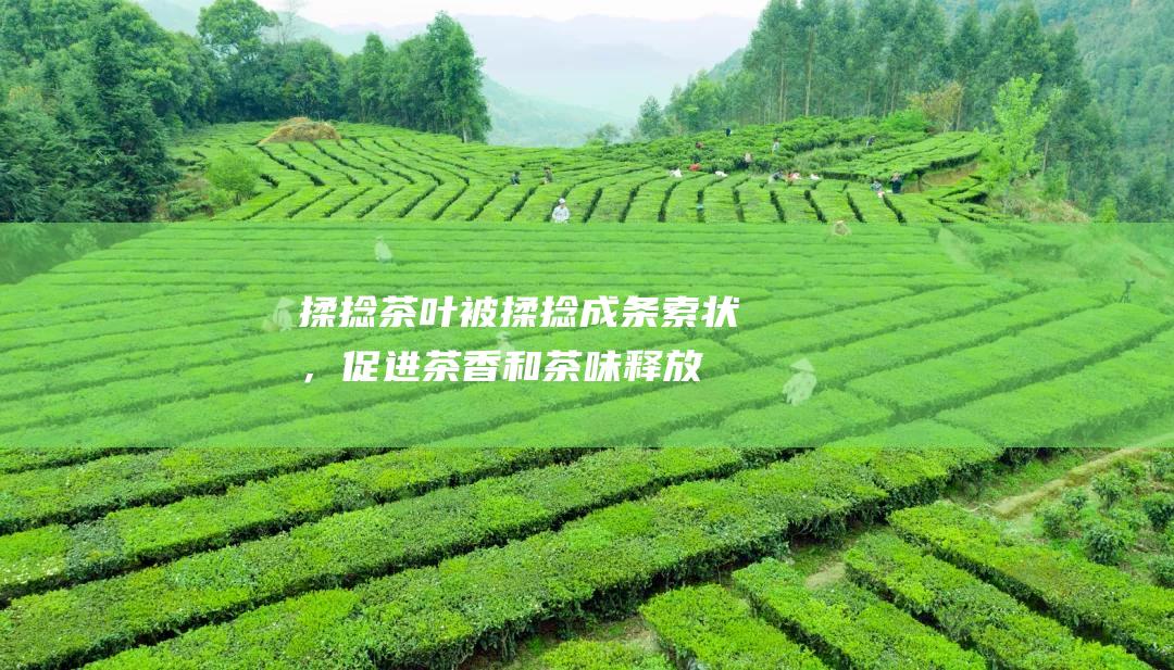 揉捻：茶叶被揉捻成条索状，促进茶香和茶味释放。