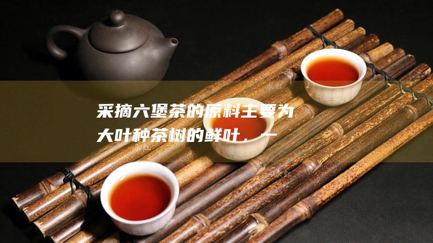 采摘的原料主要为大叶种茶树的鲜叶，一