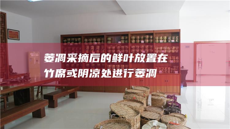 采摘后的鲜叶放置在竹席或处进行