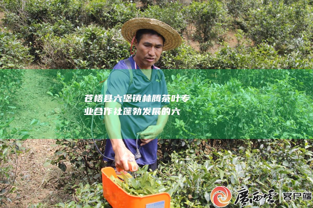 苍梧县六堡镇林腾茶叶专业合作社：蓬勃发展的六堡茶产业脊梁