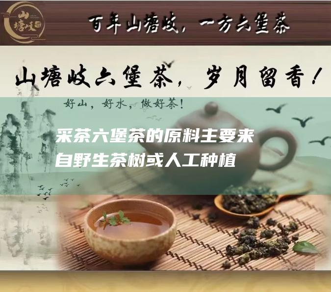 采茶：六堡茶的原料主要来自野生茶树或人工种植的晒青毛茶。采摘时间一般在清明节前后，此时茶叶的鲜嫩程度和内含物质含量最高。