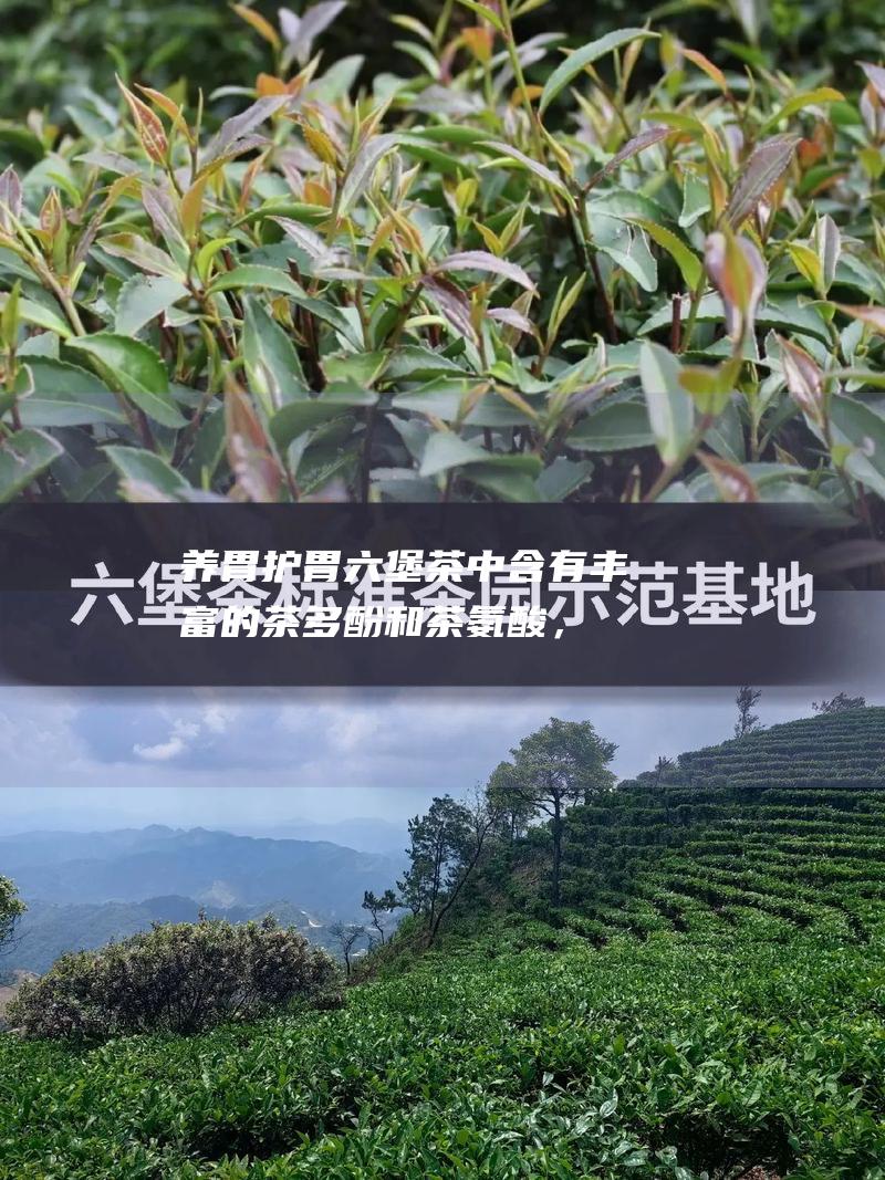 养胃护胃茶中含有丰富的茶多酚和茶氨酸，