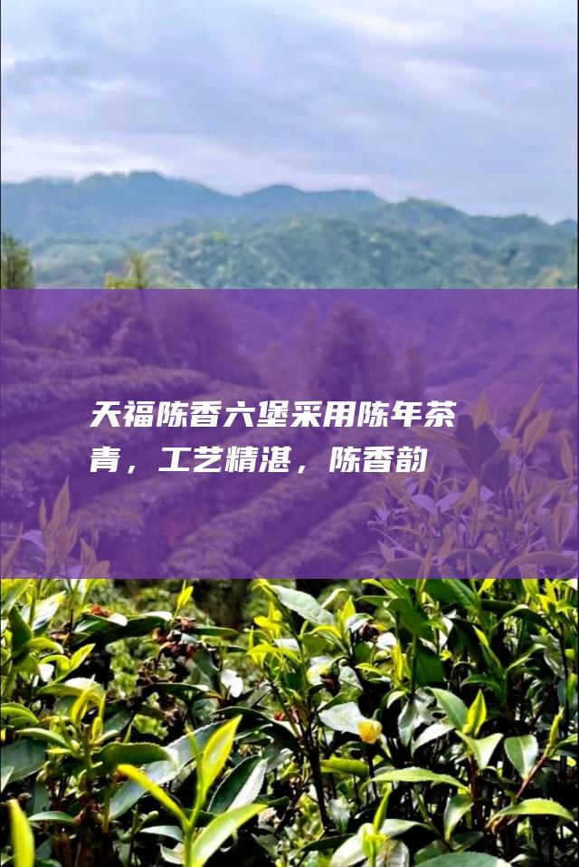 天福陈香六堡采用陈年茶青，工艺精湛，陈香韵